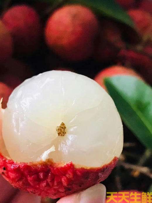 荔枝的品种有哪些？广州蔬菜配送公司科普(图16)